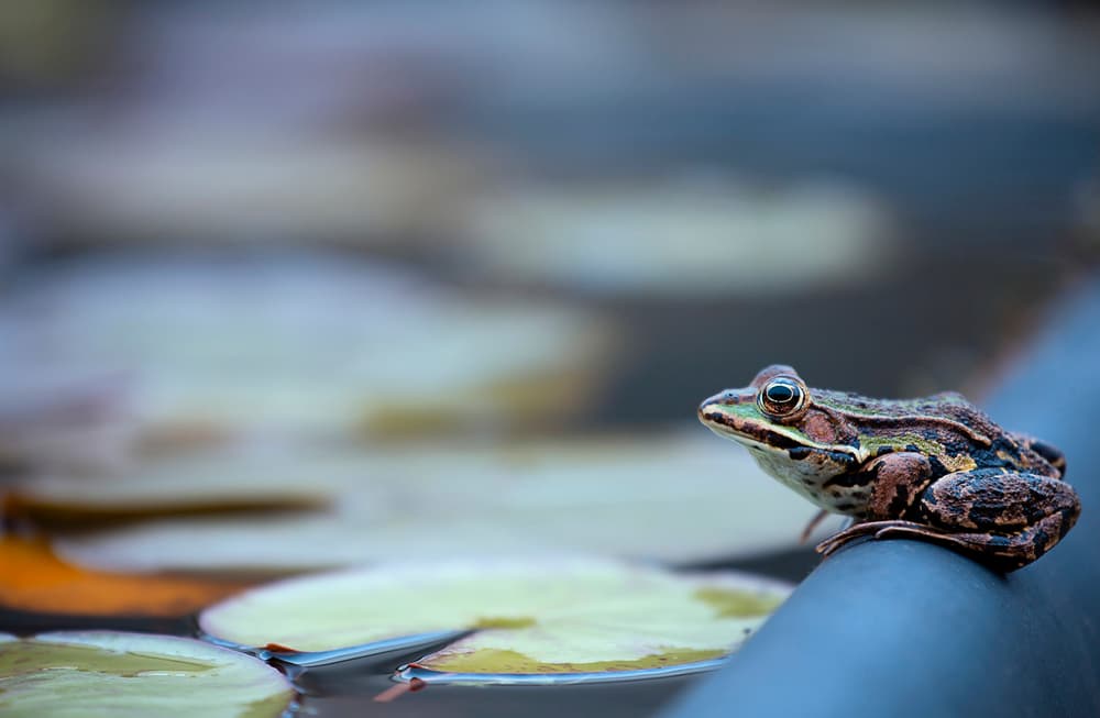 Watchful Pond Frog by Ellen van Deelen — canvas wall art
