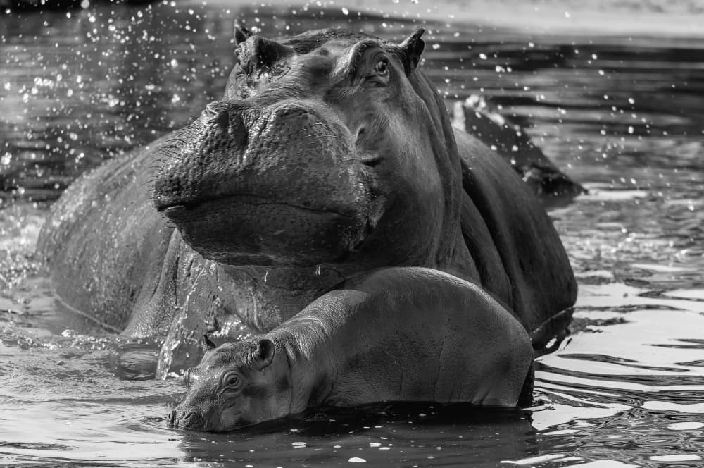 Hippo Mother and Calf by Giuseppe DAmico — canvas wall art