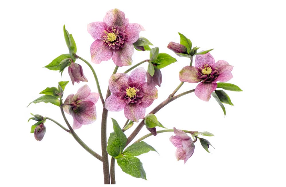 Fresh Hellebore Blooms by Jacky Parker — canvas wall art