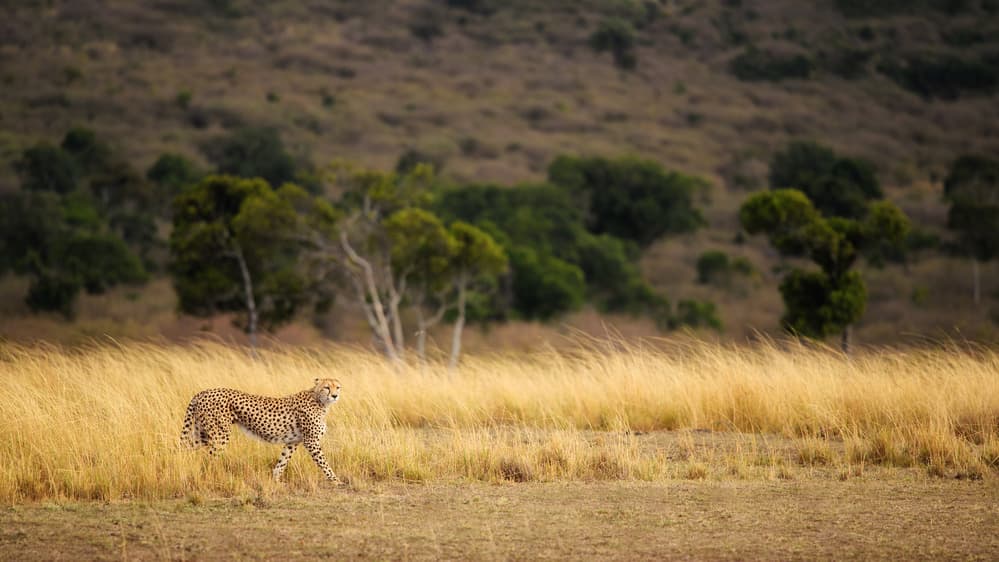 Cheetah in Golden Grass by Mohammed Alnaser — canvas wall art