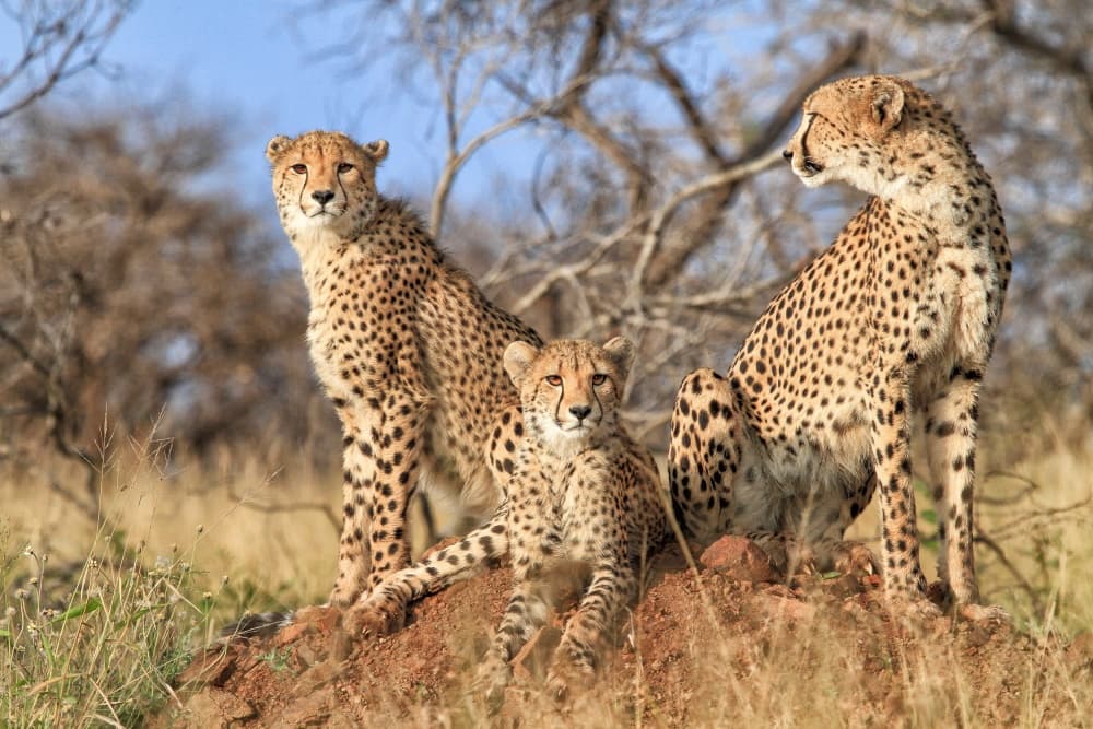 Watchful Cheetah Family by Jaco Marx — canvas wall art