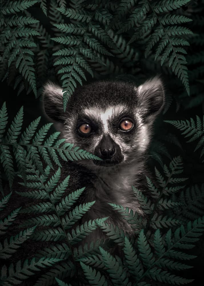 Forest Lemur Gaze by Ariz Rab — canvas wall art
