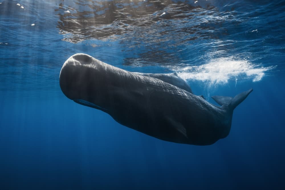 Sperm Whale Deep Blue by Barathieu Gabriel — canvas wall art