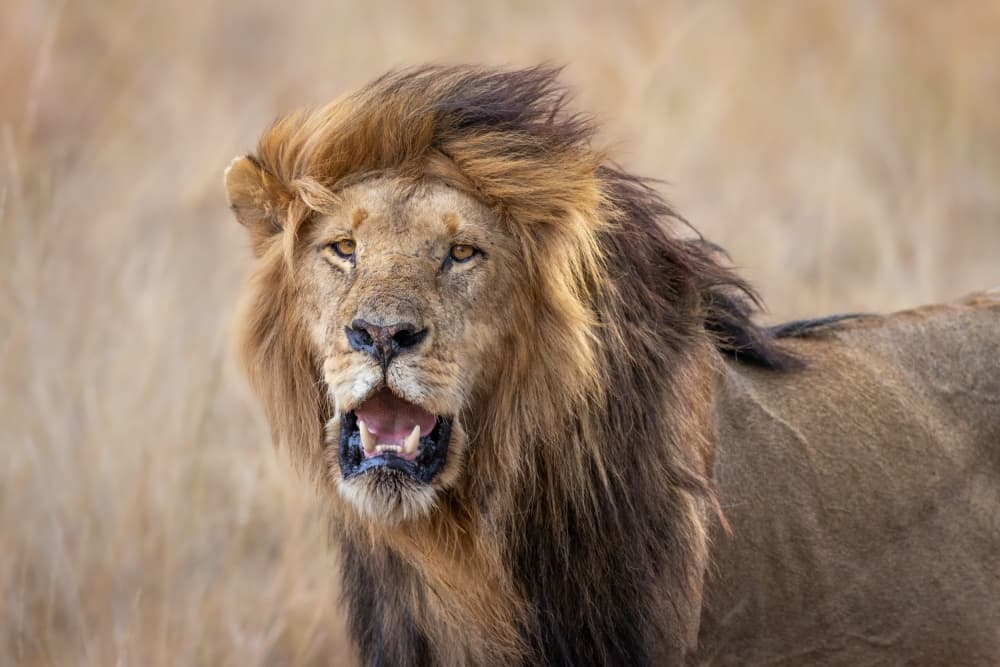 King of the Savanna by Mark Strom — canvas wall art