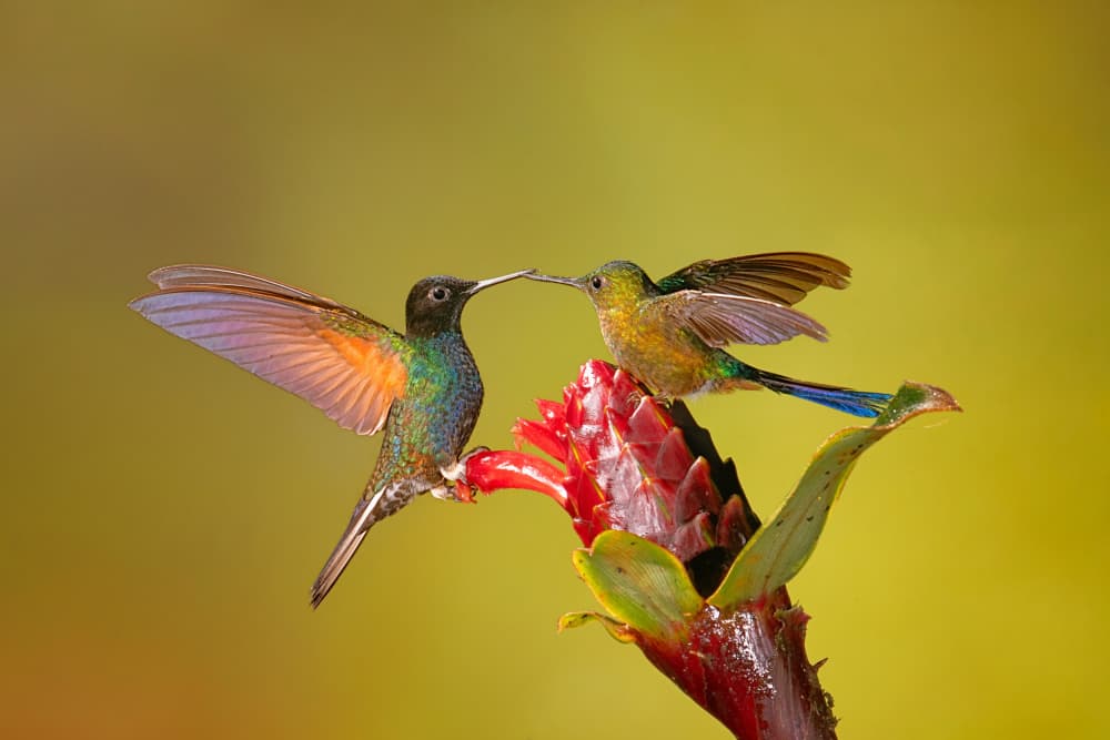 Two Hummingbirds Kissing by Siyu_Wei APA — canvas wall art