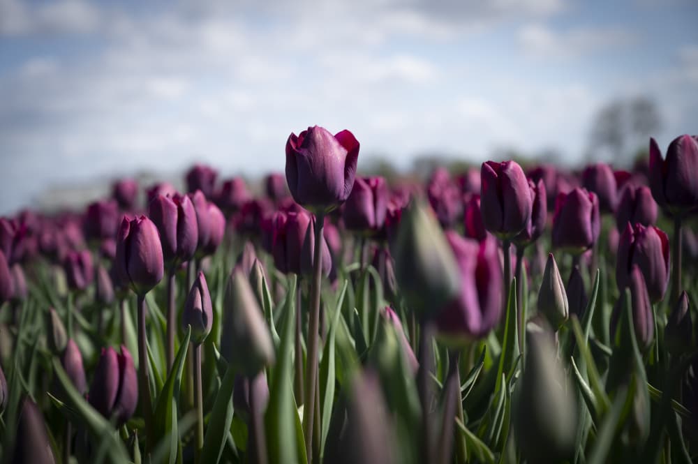 Purple Tulip Field by Christa Stroo — canvas wall art
