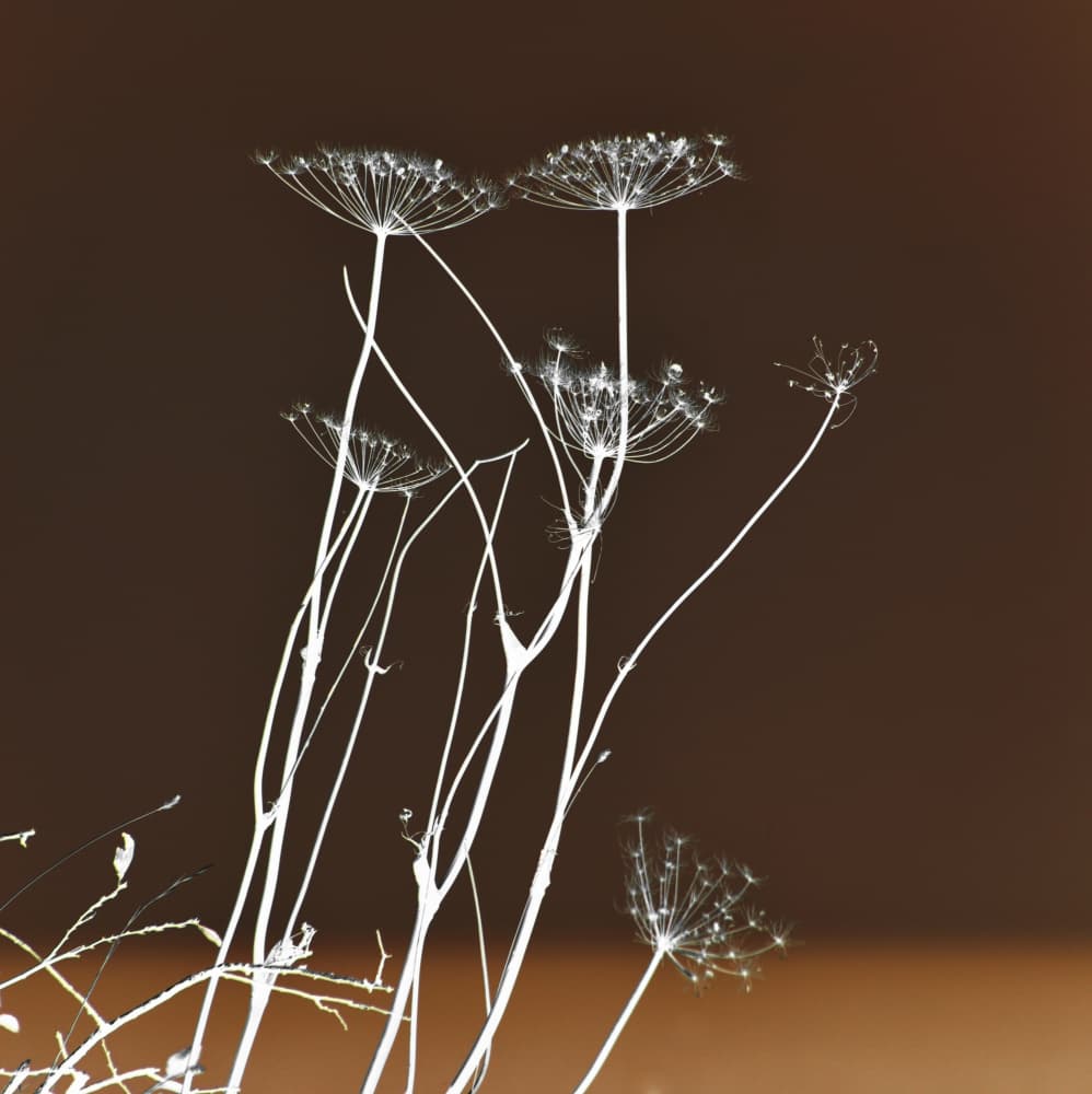 Glowing Botanical Forms by Christina Sillen — canvas wall art
