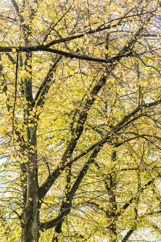 Golden Autumn Branches by Photolovers — canvas wall art