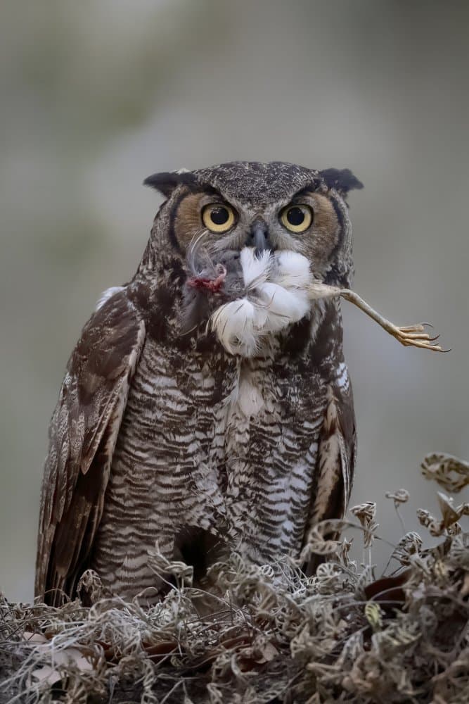 Great Horned Owl Catches Frog by Libby Zhang — canvas wall art