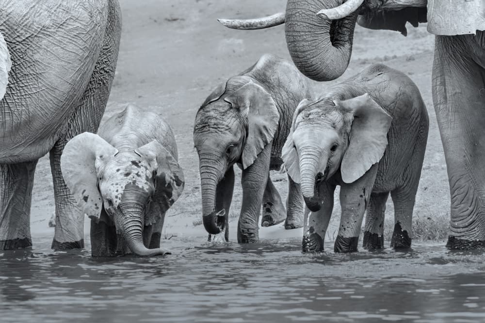Elephant Family Water Play by Jun Zuo — canvas wall art