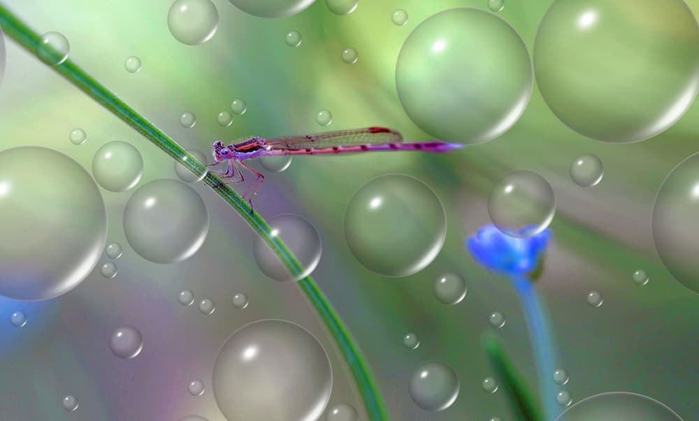 Ethereal Damselfly Bubbles by Thierry Dufour — canvas wall art