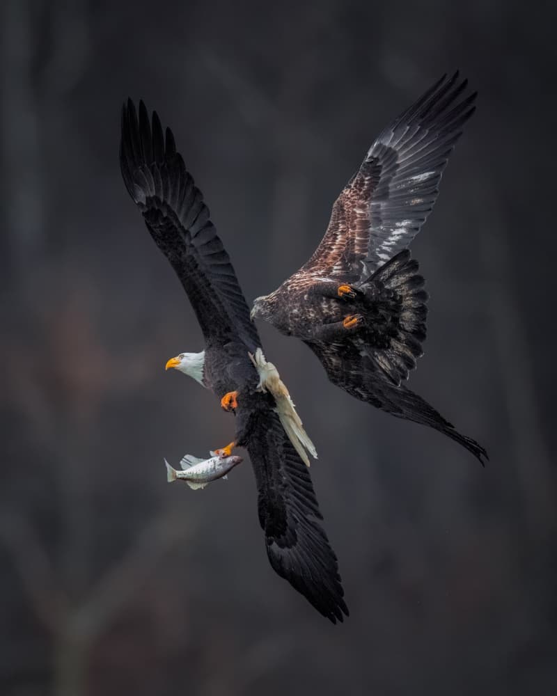 Eagle Fish Fight by Hanping Xiao — canvas wall art