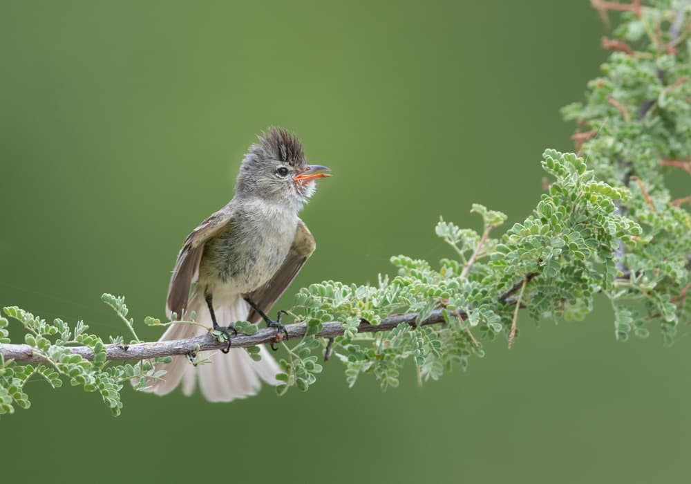 Crested Bird on Branch by Greg Barsh — canvas wall art