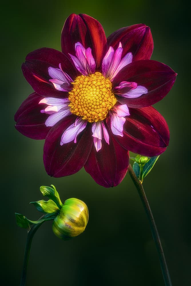 Vibrant Dahlia with Bud by Ben.C.L — canvas wall art