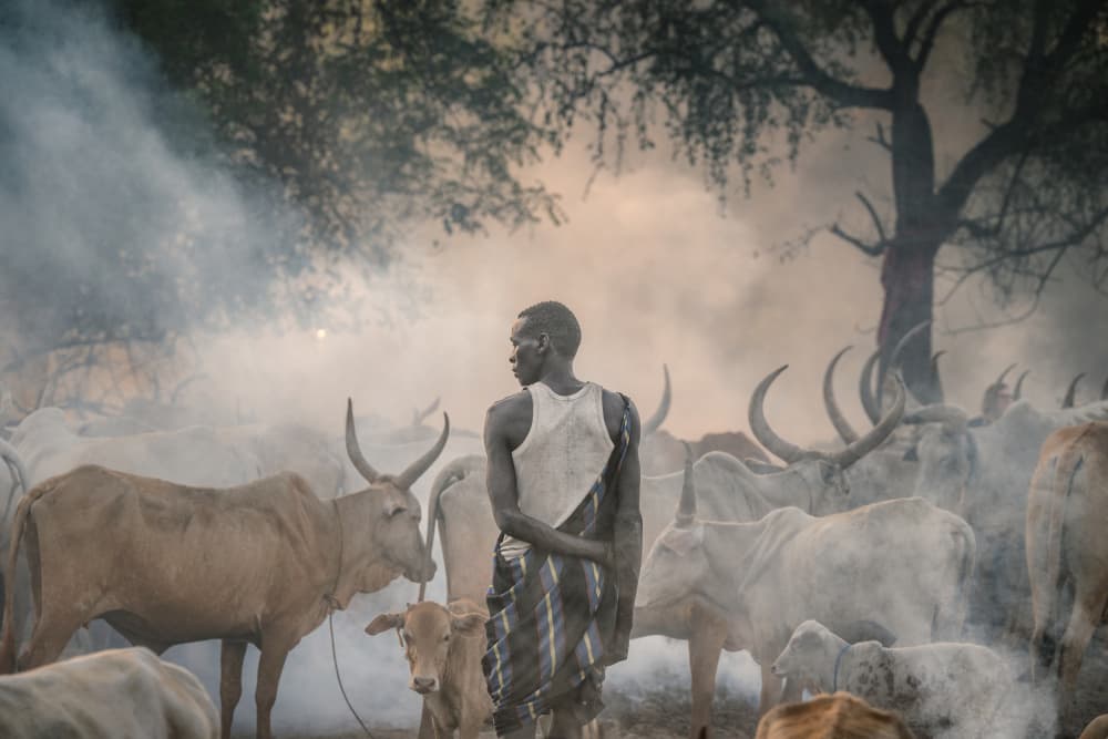 African Herder's Smoky Cattle by Trevor Cole — canvas wall art