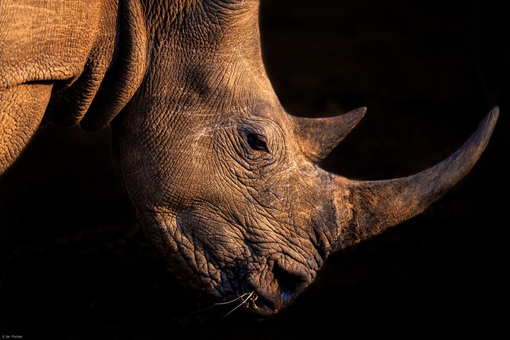 Rhino In Golden Light by Jie Fischer — canvas wall art