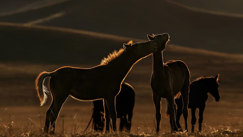 Wild Foals Golden Light by Jennifer Lu — canvas wall art