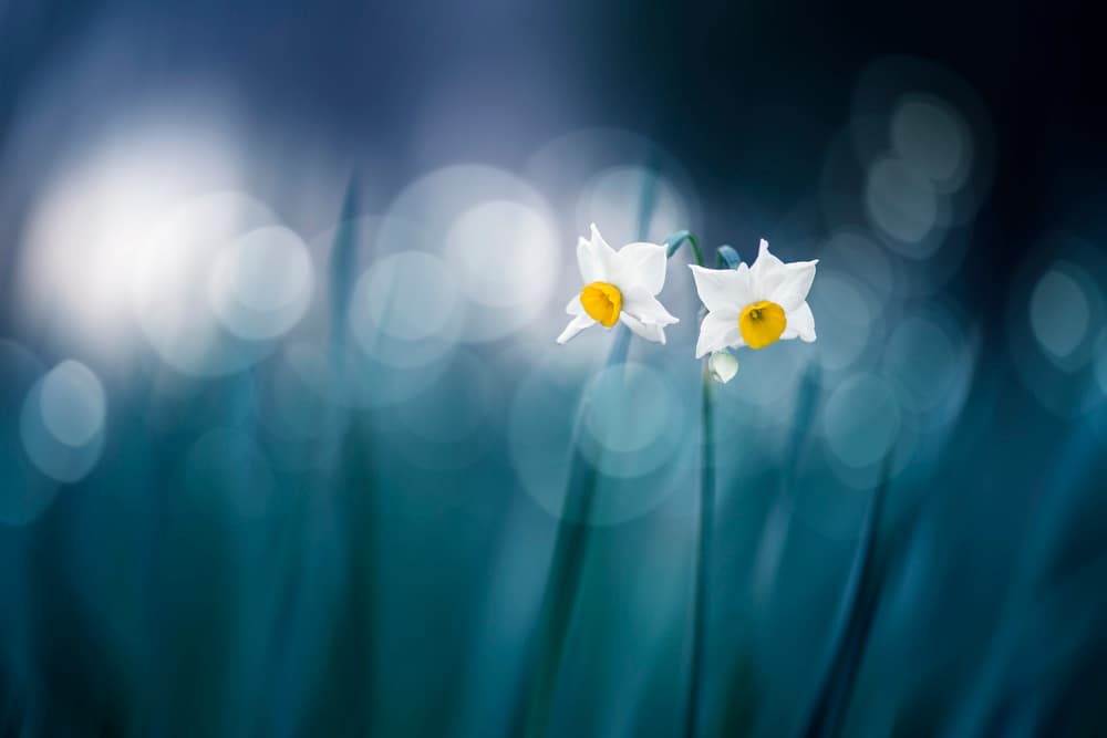 White Flowers Blue Bokeh by Takashi Suzuki — canvas wall art