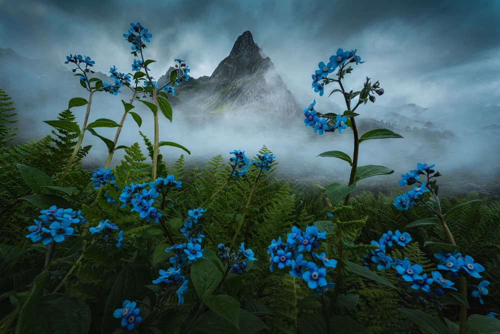 Misty Mountain Flowers by Yuan Cui — canvas wall art