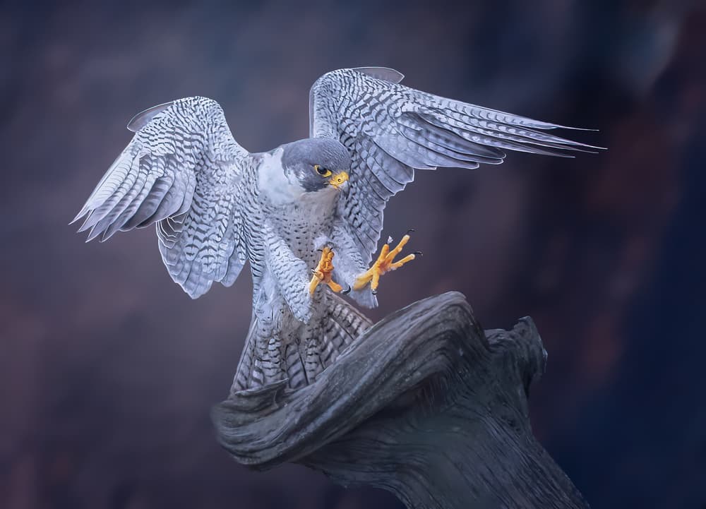 Peregrine Falcon In Flight by Tao Huang — canvas wall art