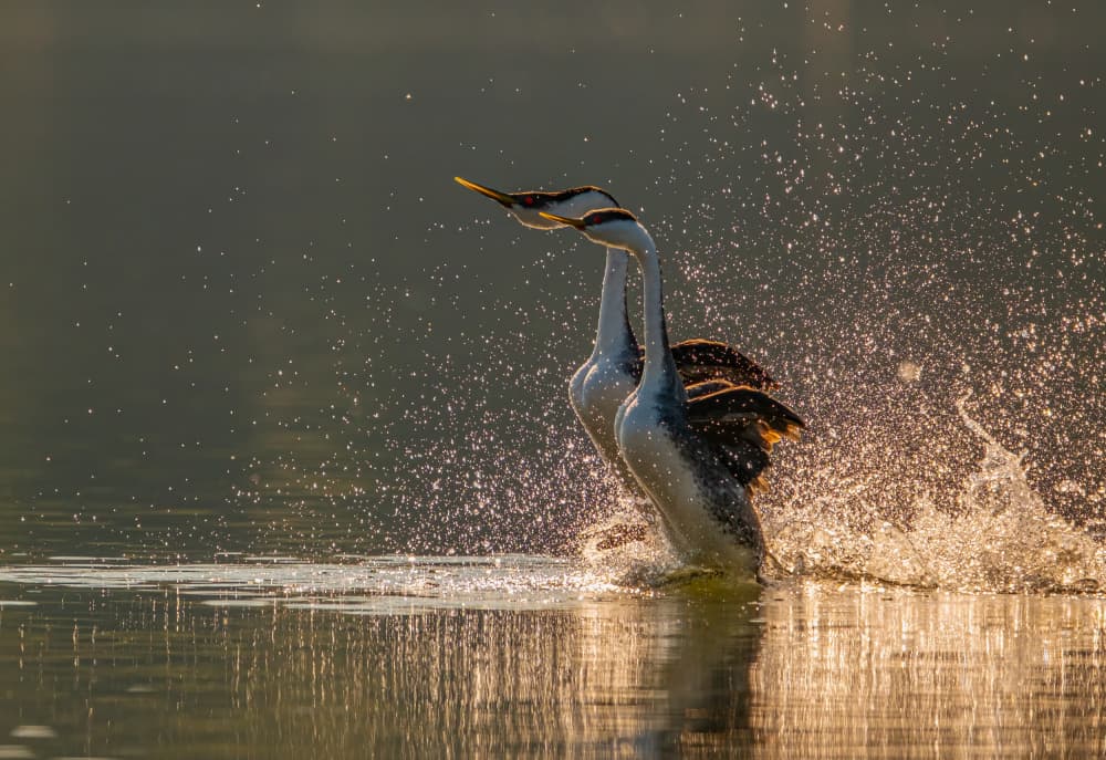 Grebes Running On Water by Johnson Huang — canvas wall art