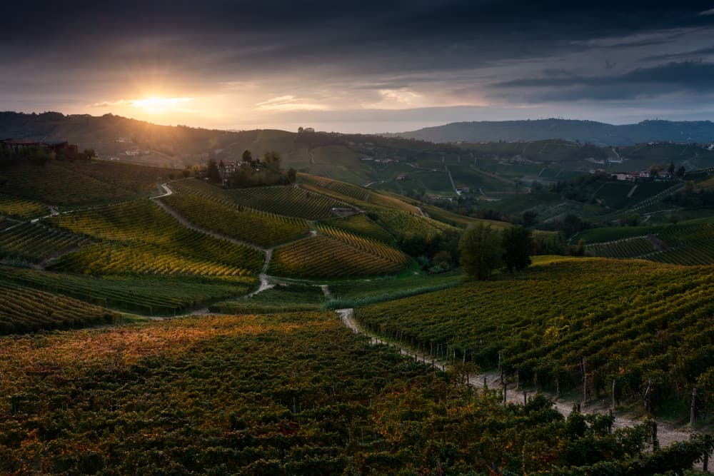 Golden Vineyard Sunset by Marco Galimberti — canvas wall art