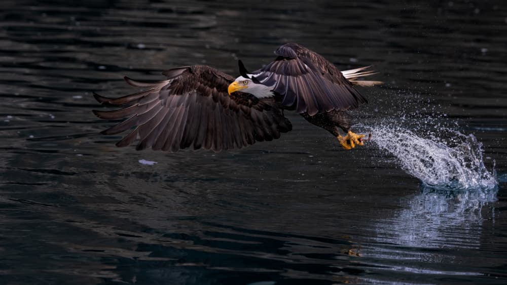 Bald Eagle Fishing Dive by Jun Zuo — canvas wall art