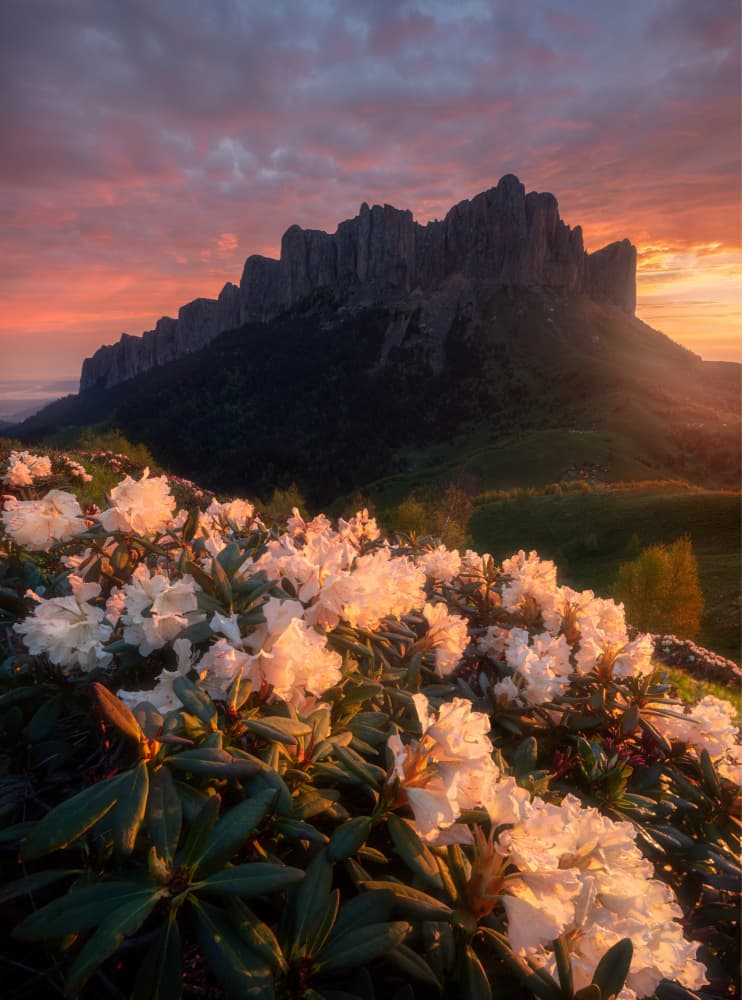 Glowing Mountain Flowers by Valeriy Shcherbina — canvas wall art