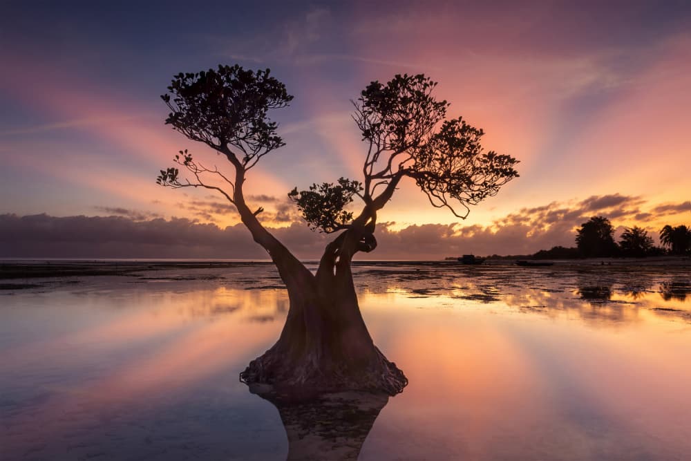 Lone Tree Sunset Reflection by Sally Widjaja — canvas wall art