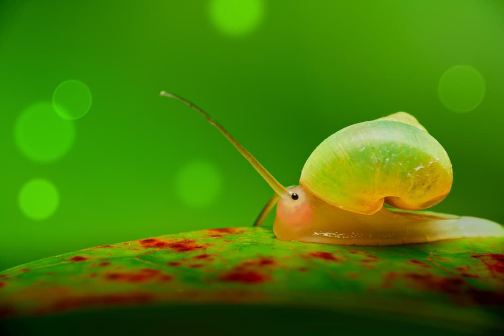 Delicate Green Snail by MingLun Tsai (蔡明倫) — canvas wall art