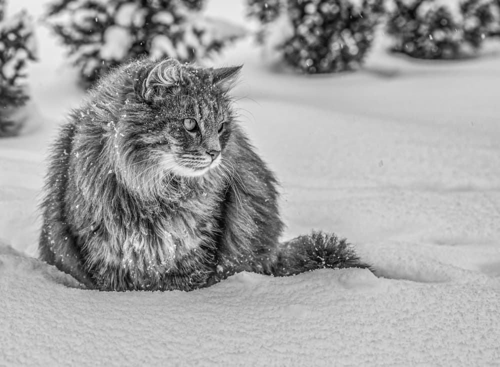 Fluffy Cat in Snow by Oana Vasileniuc — canvas wall art
