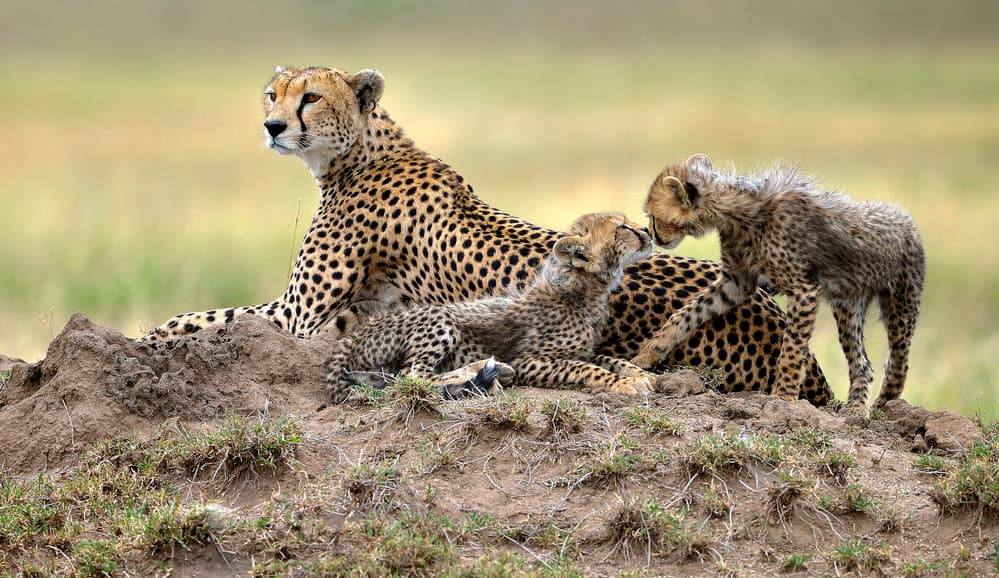 Wild Cheetah Family by Giuseppe DAmico — canvas wall art
