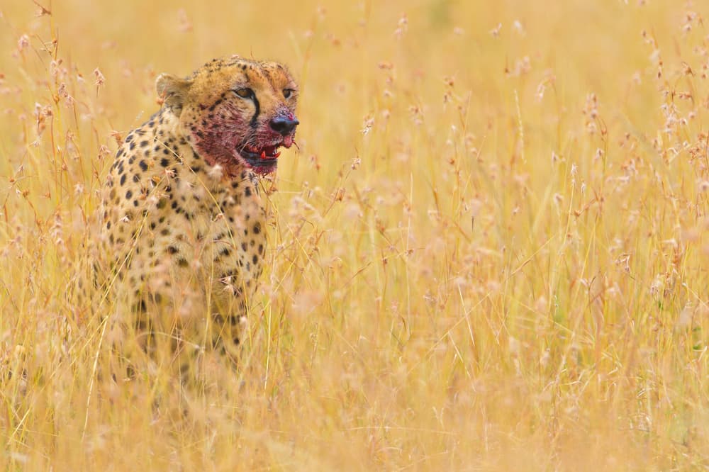 Bloody Faced Cheetah by Mohammed Alnaser — canvas wall art