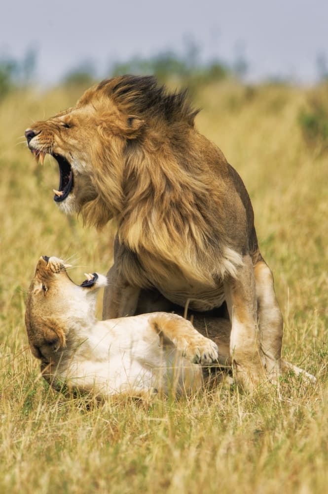 Roar by Mohammed Alnaser — canvas wall art