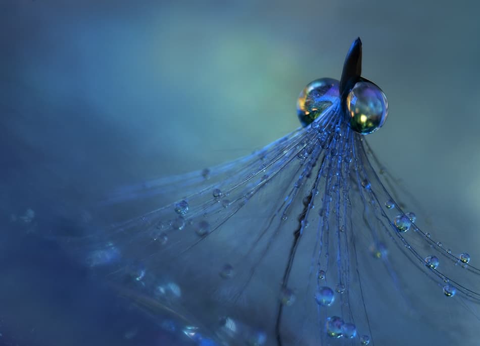 Sparkling Dandelion Drops by Heidi Westum — canvas wall art
