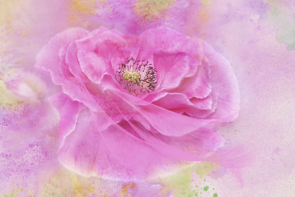 Soft Pink Poppy Bloom by Jacky Parker — canvas wall art