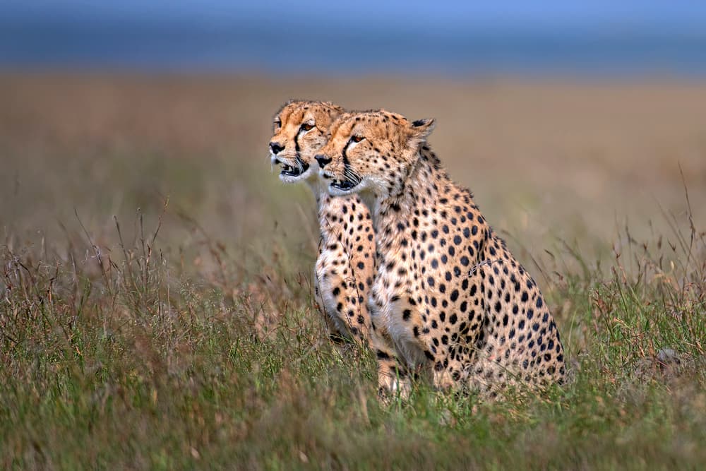 African Cheetah Duo by Xavier Ortega — canvas wall art
