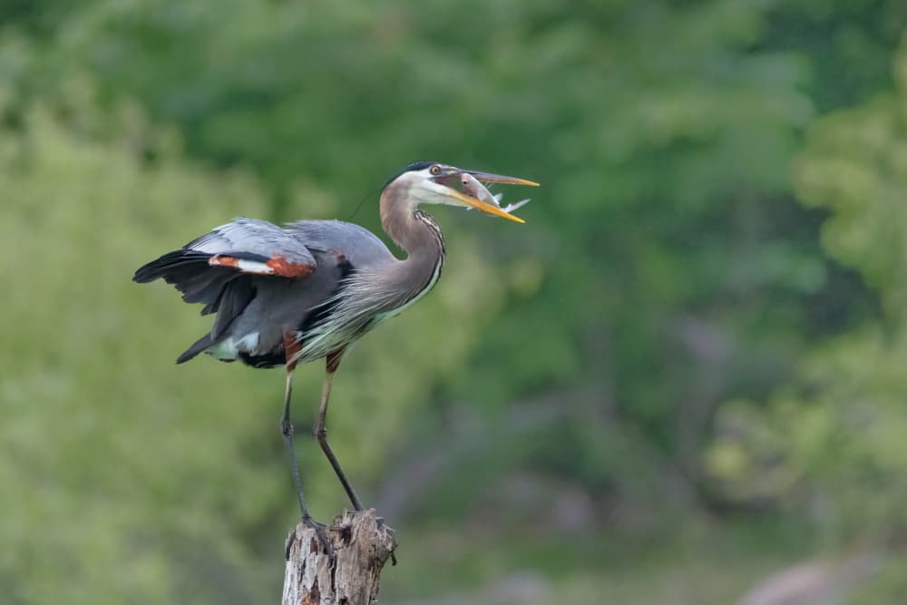Heron's Fresh Catch by Sheila Xu — canvas wall art