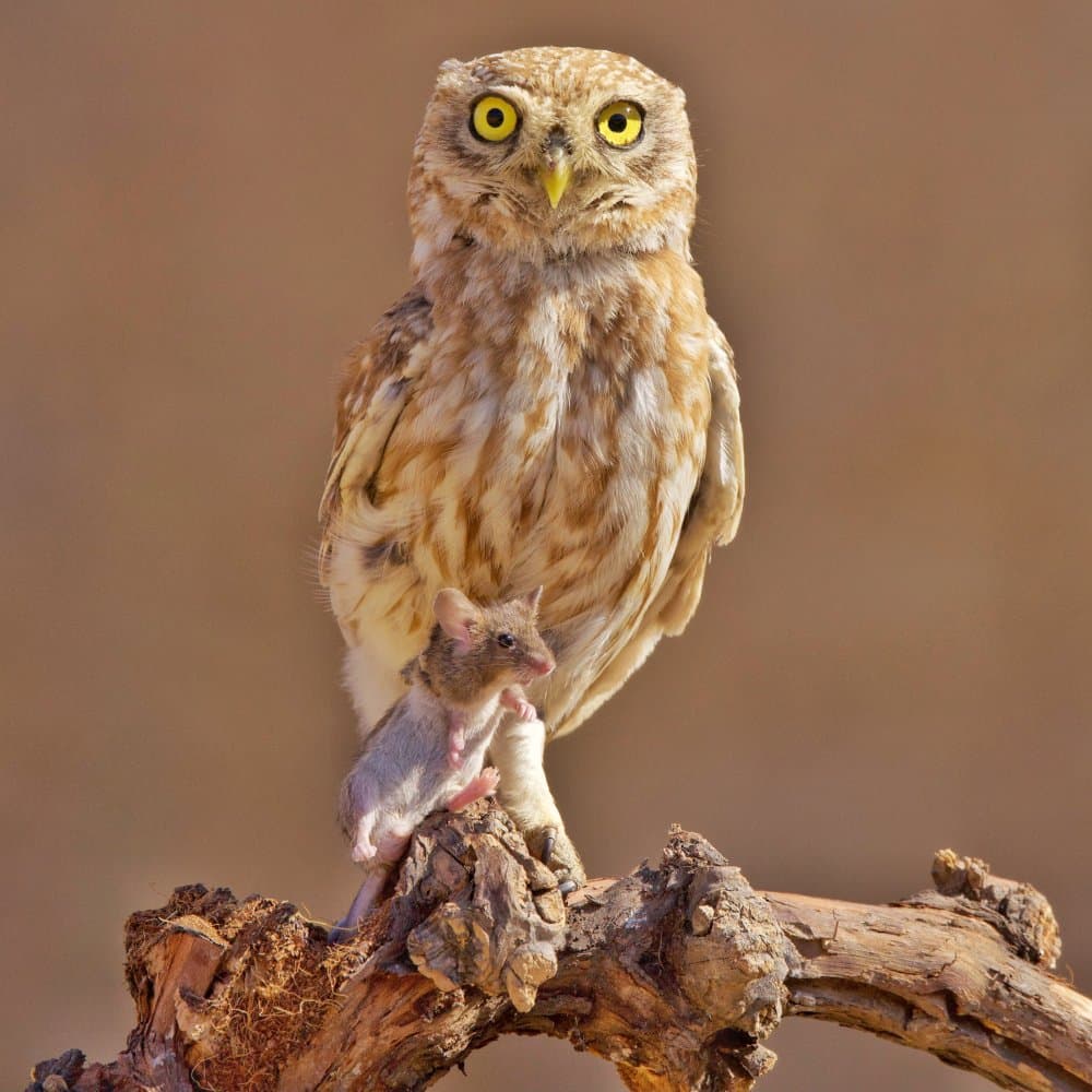 Little Owl's Catch by David Manusevich — canvas wall art