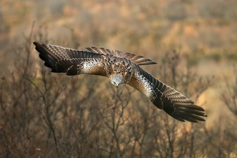 Majestic Raptor in Flight by Nicolás Merino — canvas wall art