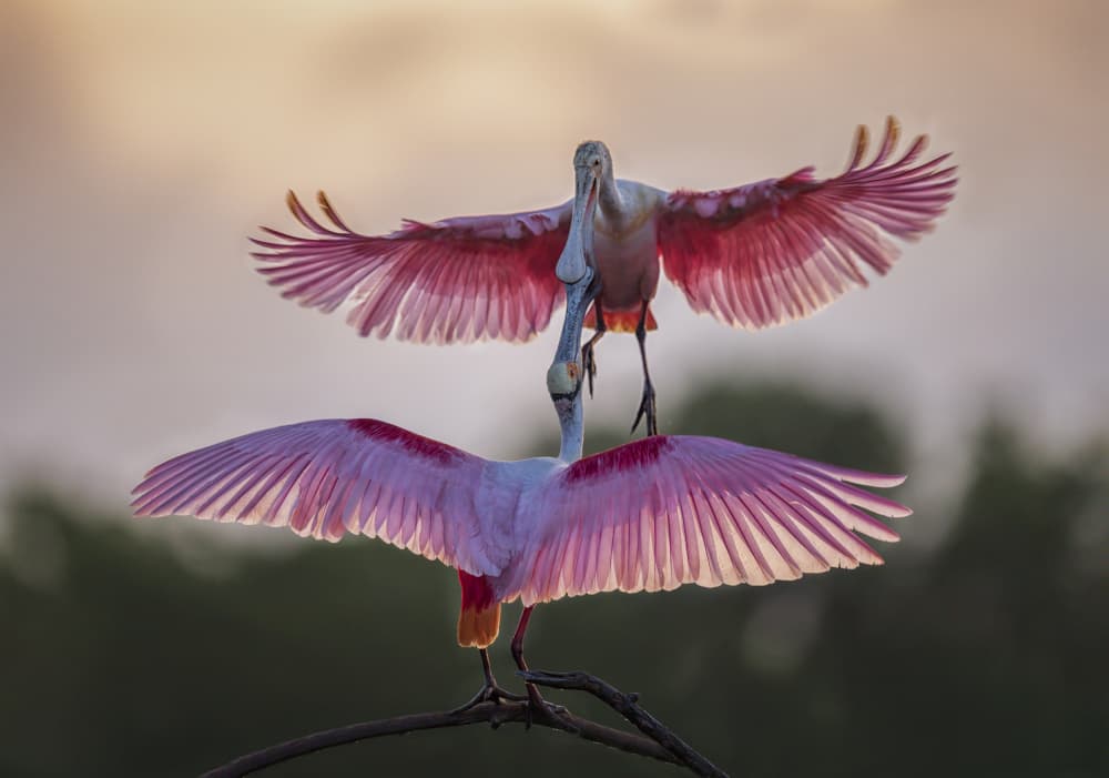 Pink Spoonbills Dancing by Anna Zhang — canvas wall art