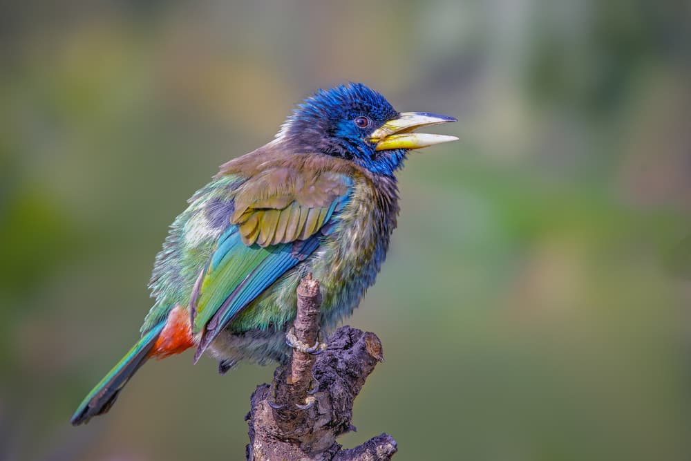 Colorful Barbet Bird by Rahul Wedpathak — canvas wall art