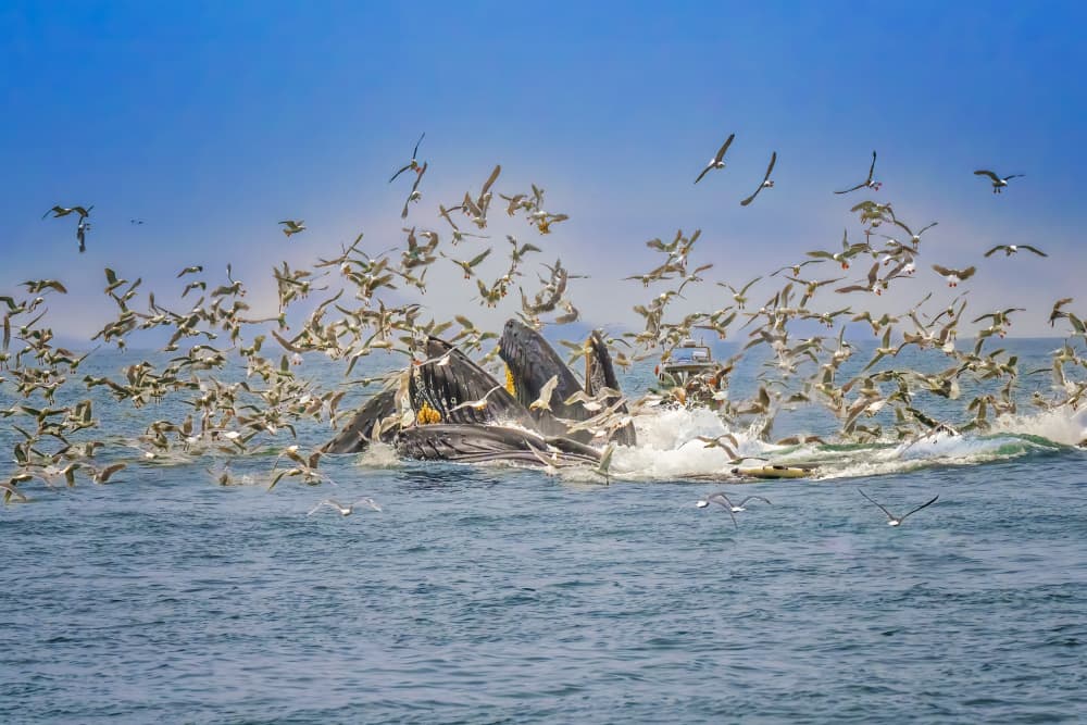 Whales and Birds Feeding by Jeffrey C. Sink — canvas wall art