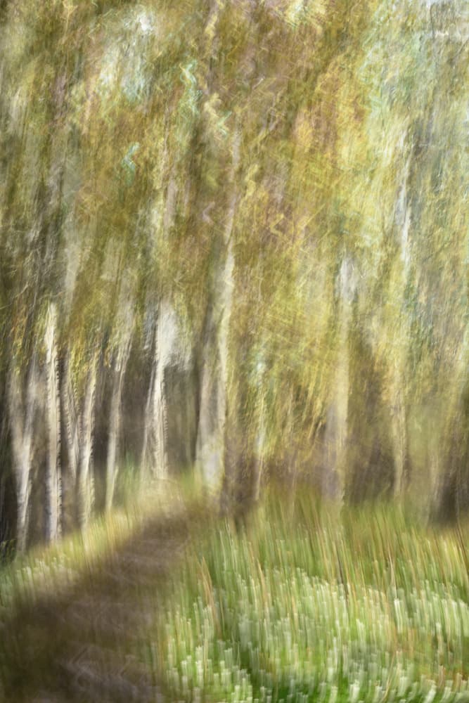 Ethereal Forest Walk by Christina Sillen — canvas wall art