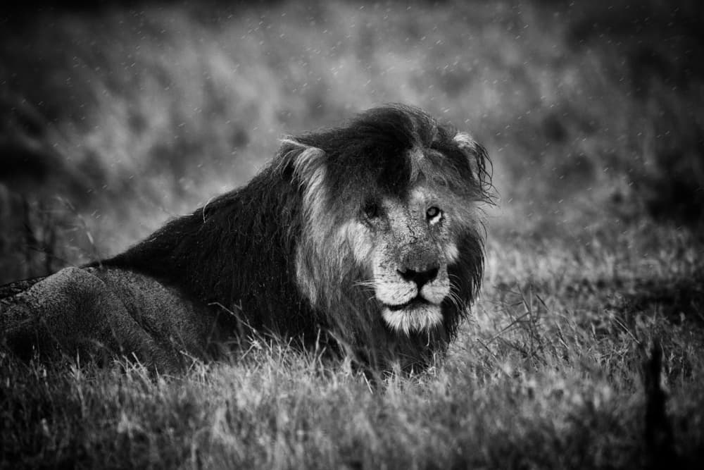 Majestic Lion Gaze by Mohammed Alnaser — canvas wall art