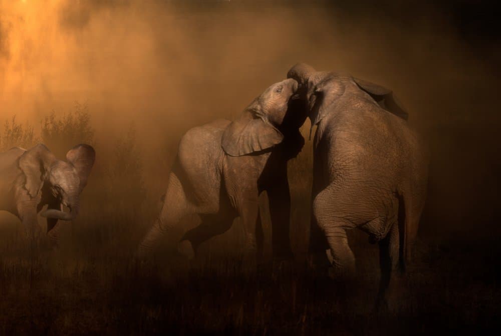 Playful African Elephants by Charlaine Gerber — canvas wall art