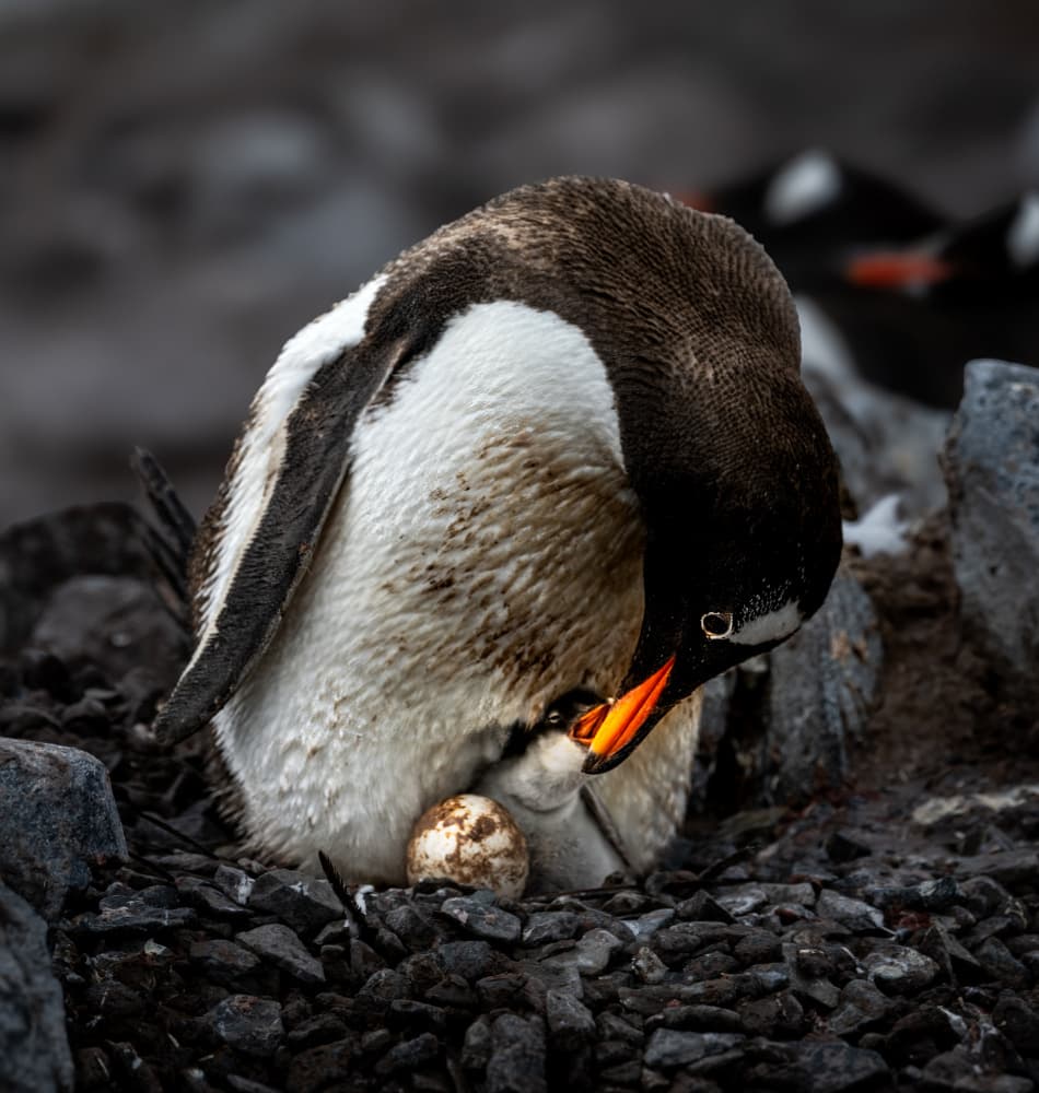 Nesting Penguin Family by Allen SDCA — canvas wall art