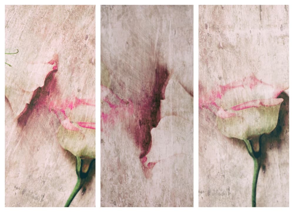 Soft Blush Bloom by Delphine Devos — canvas wall art