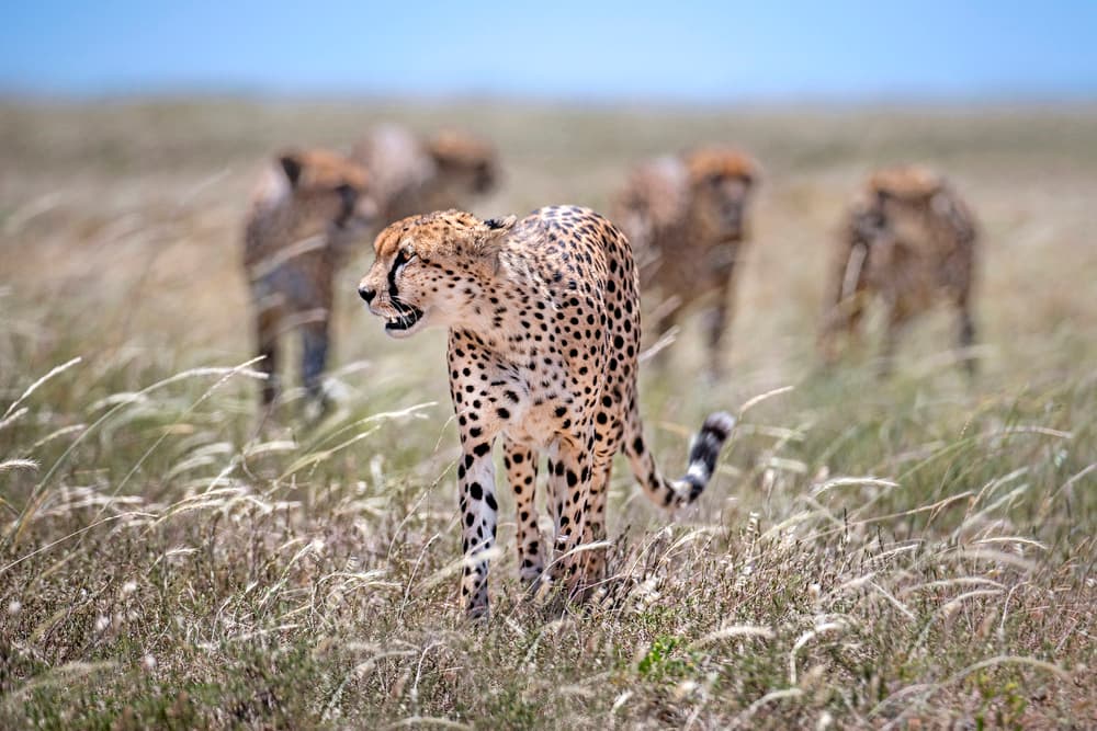 Savanna Cheetahs by Xavier Ortega — canvas wall art