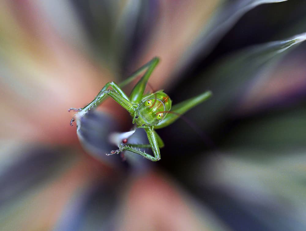 Curious Green Grasshopper by Thierry Dufour — canvas wall art